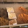 倒れし者たち？