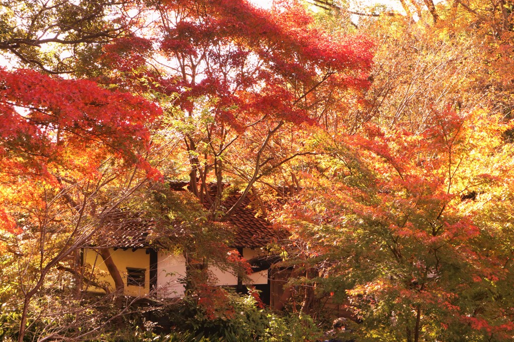 紅葉は遠赤外光を出します