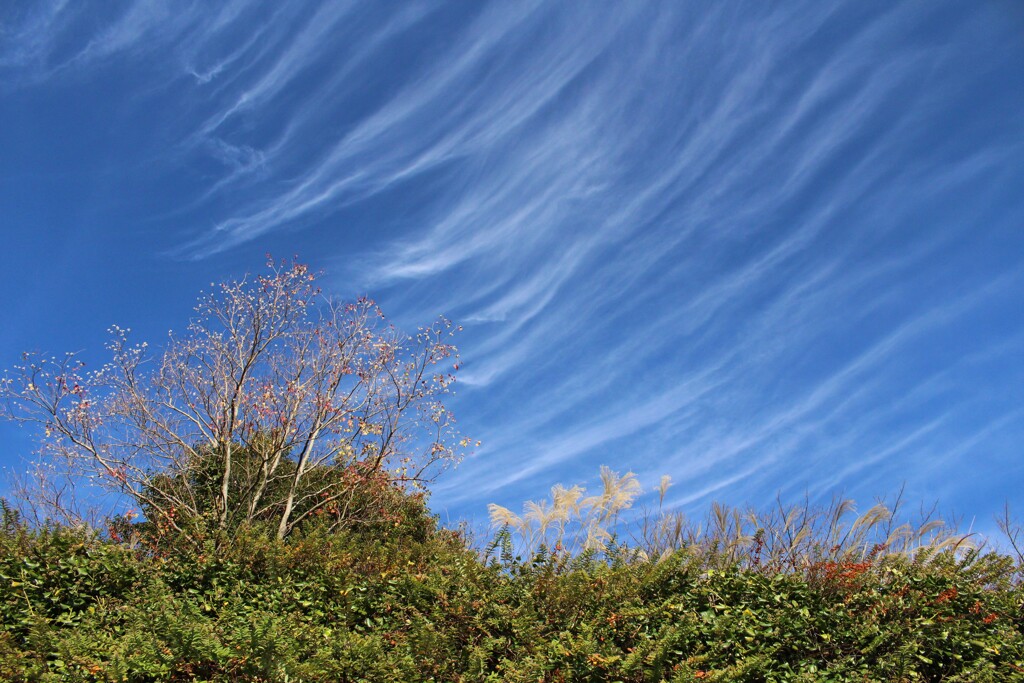 空から冬が降ってくる