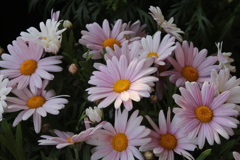 鷹揚な花