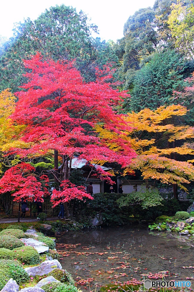 赤勝て黄勝て　（南禅寺南禅院にて　１）