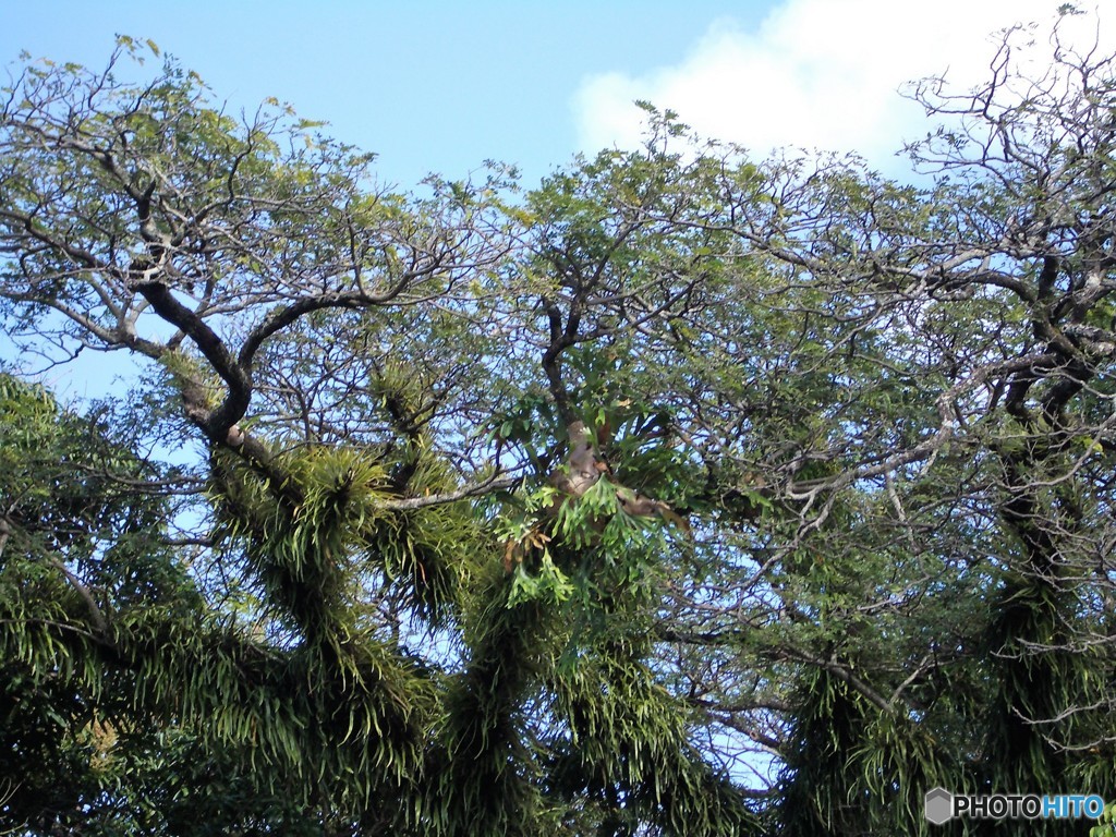 着生植物がぎっしり　（オーストラリアの森の中で　２）