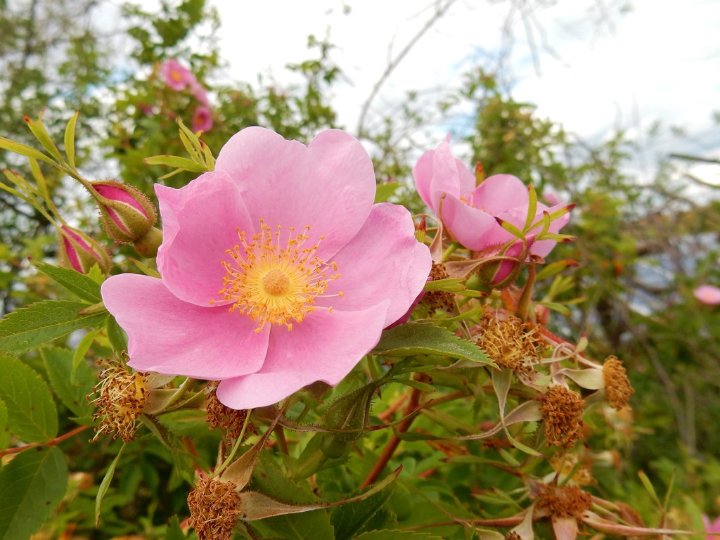 人気者のノバラ　（コペンハーゲンの野原の花）