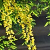 黄色が降り注ぐ　(ストックホルムの花　１）