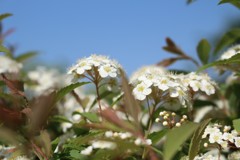 青空に輝く　（コデマリ）
