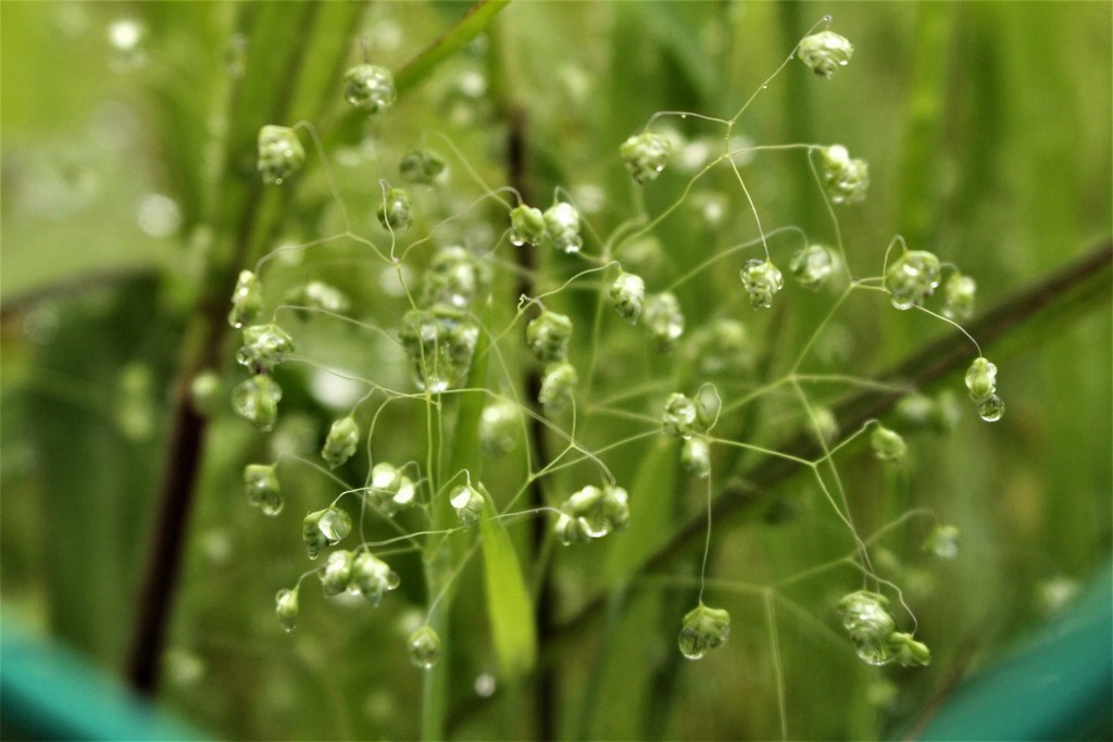 雨だれの音　夏を呼ぶ