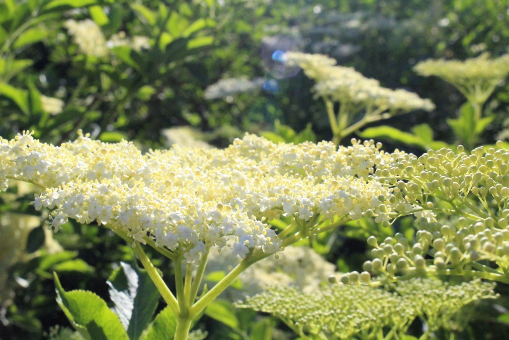 白銀がささやいている、冬にも来てね。　（ストックホルムの花　６）