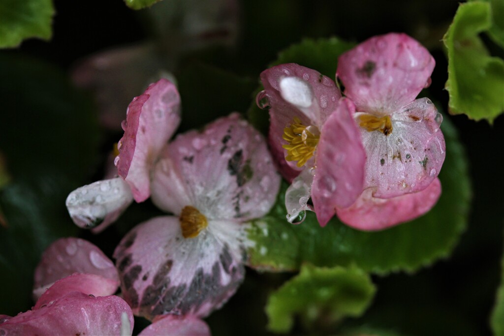 透き通るまで　雨は降る