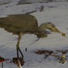泥水の中で