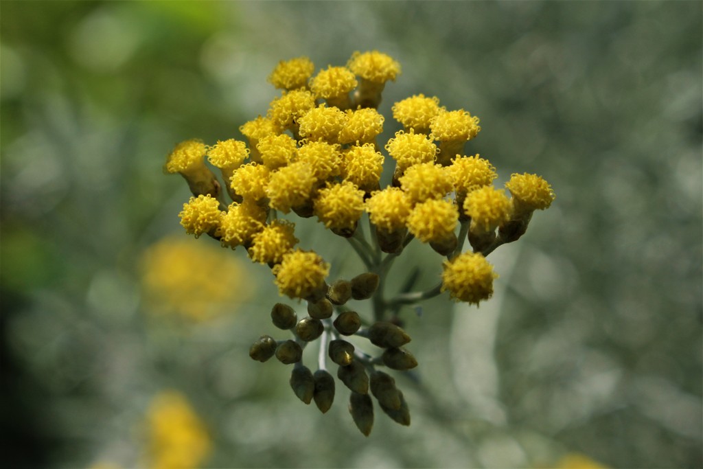 黄色でも大人しく　（ハハコグサ）