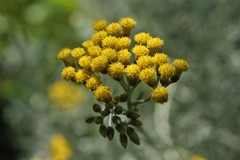 黄色でも大人しく　（ハハコグサ）