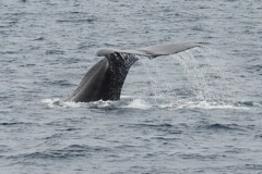 また深海へ