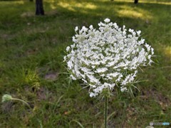 白い渦巻き　ー　ノラニンジン（コペンハーゲンの野原の花）