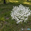 白い渦巻き　ー　ノラニンジン（コペンハーゲンの野原の花）