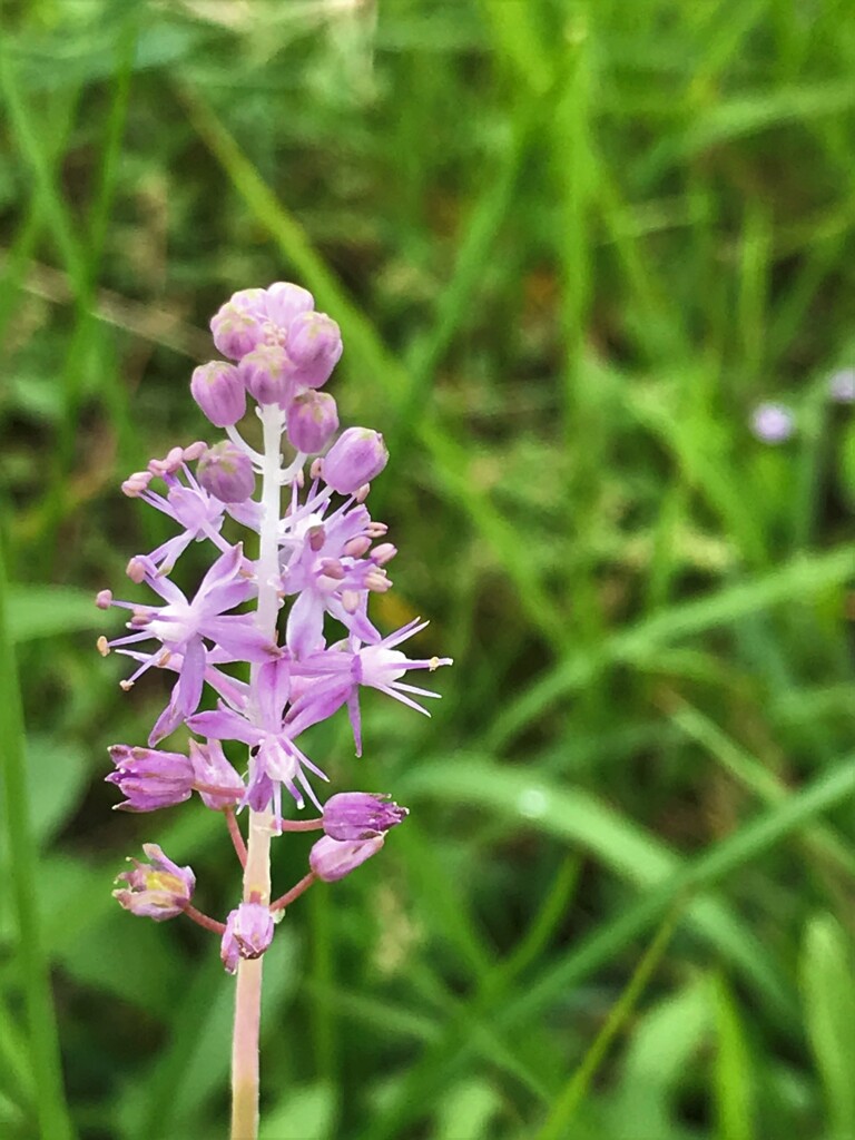 花が秋風を教えてくれる