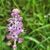 花が秋風を教えてくれる