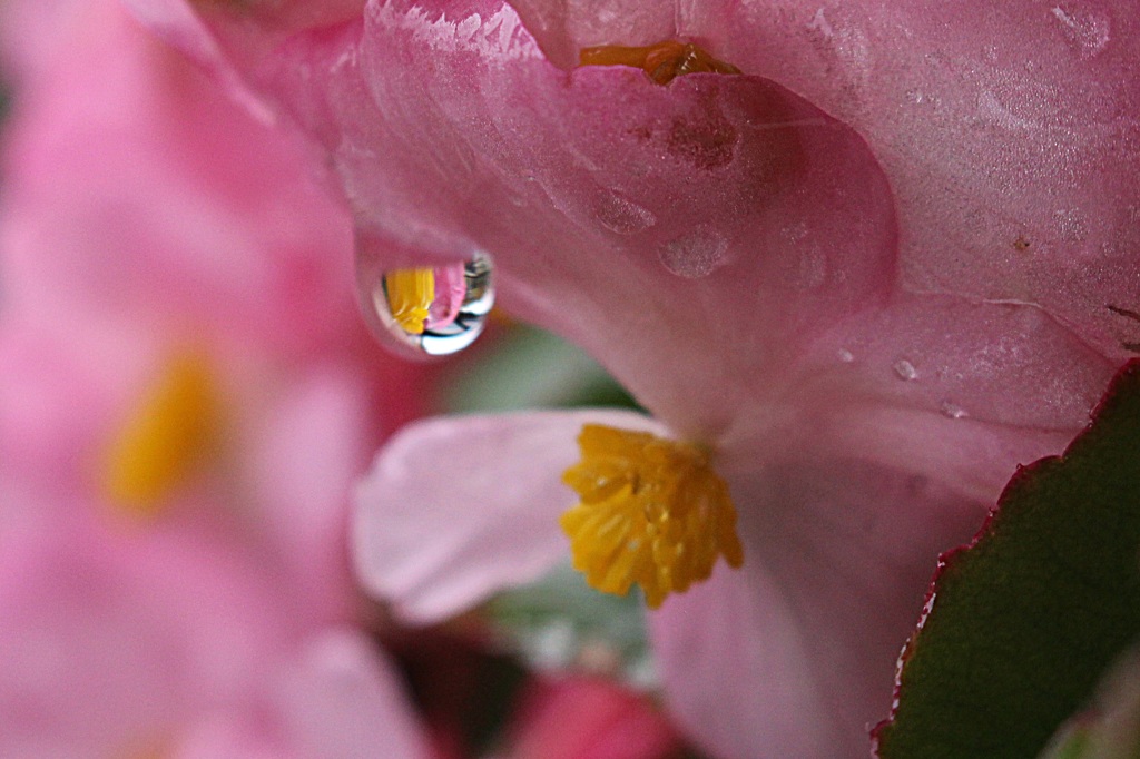 涙雨