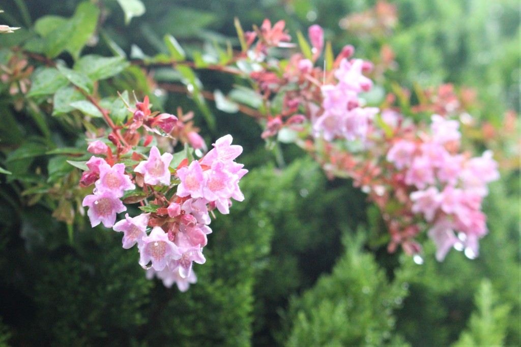 雨の中でも軽やかに　（アベリア）