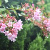雨の中でも軽やかに　（アベリア）