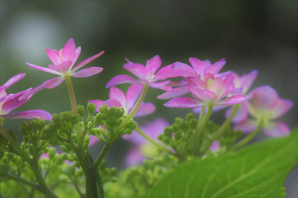 梅雨を呼ぶロンド