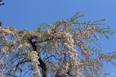 もはや　葉桜に　（枝垂れ桜）