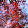 誘う紅葉