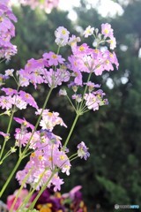 花壇では紫色の背伸び　（プリムラマラコイデス）