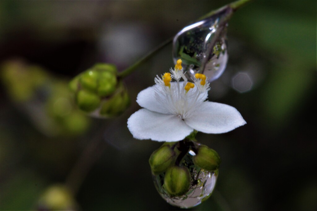 花一輪が世界を救う