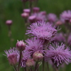 紫の花の秋