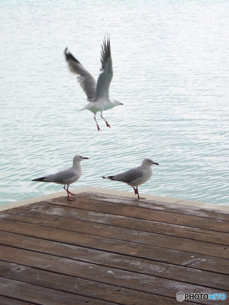 カモメがサンバ　（ケアンズ近辺の海　３）