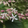 花弁は白
