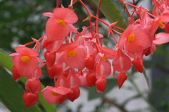 紅い花が降り注いだら