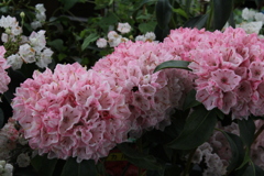 ５月の花