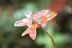 赤い服に氷雨の星