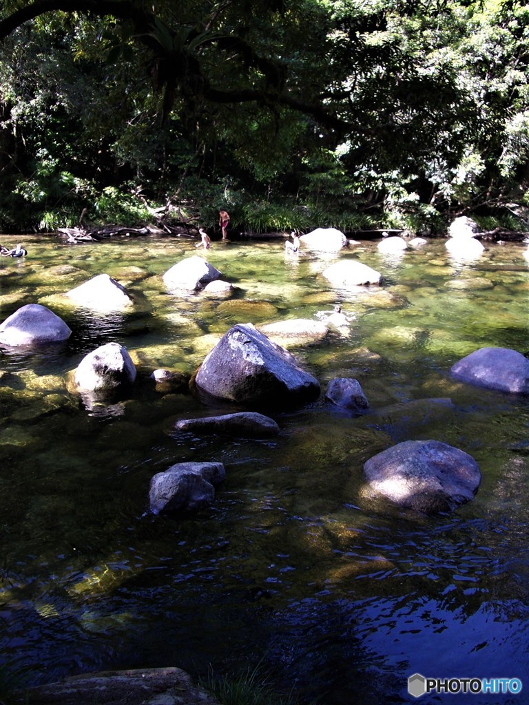 不埒な白人たち　（ケアンズの森　その５）