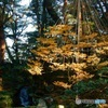 森陰で輝く　（2015年12月の兼六園　その３）
