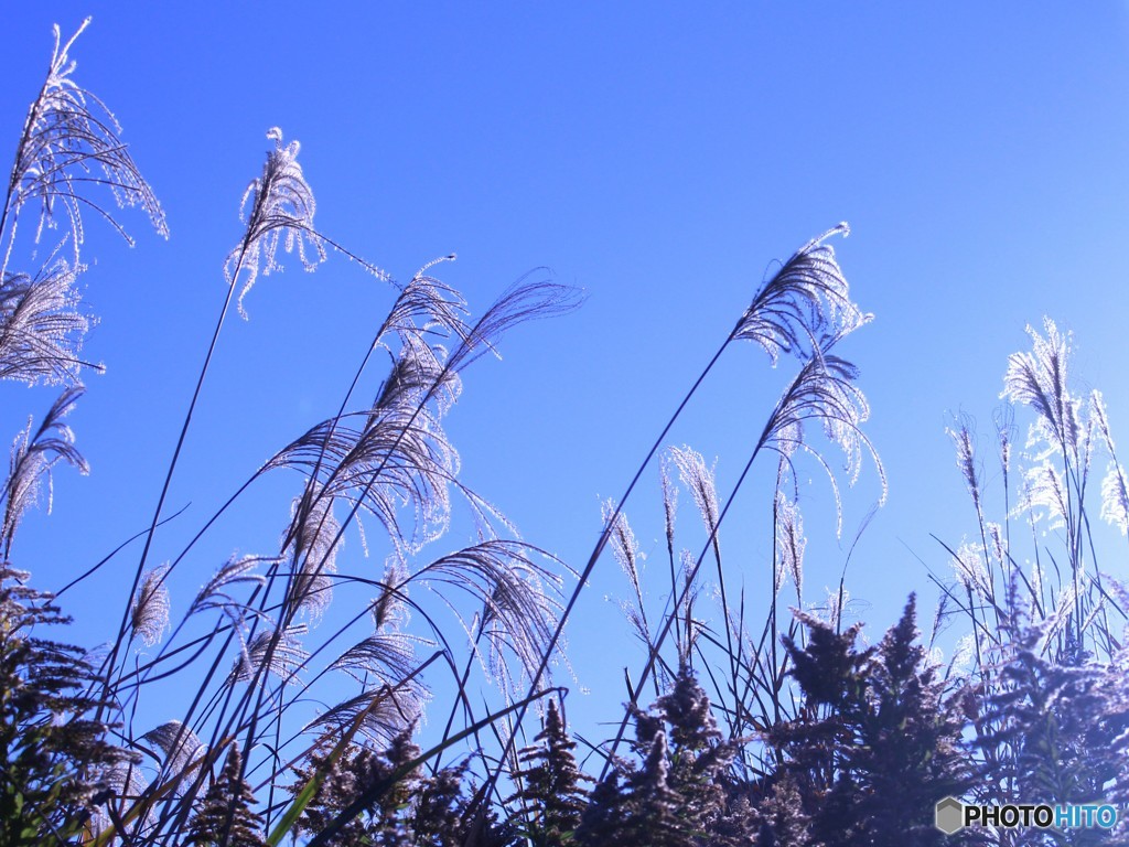 おはよう　今日もいい天気　（ススキ　８）