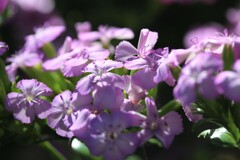 うす紫の木陰