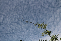秋の雲よ　そこに留まれ