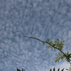 秋の雲よ　そこに留まれ