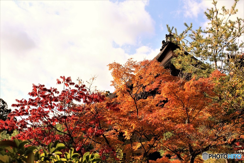燃え上がる　(南禅寺　金地院にて　３）