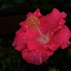 冷たい雨は似合わない