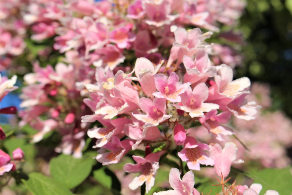 賑やかに夏至を待つ　（ストックホルムの花　４）
