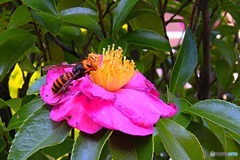 スズメバチも蜜を吸う？