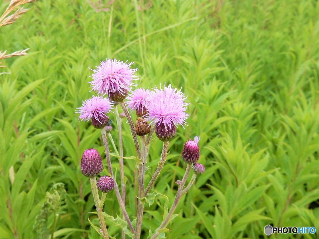 僕のトゲトゲは優しいからお化粧ブラシに使えるかもよ。（コペンハーゲンの野原の花）