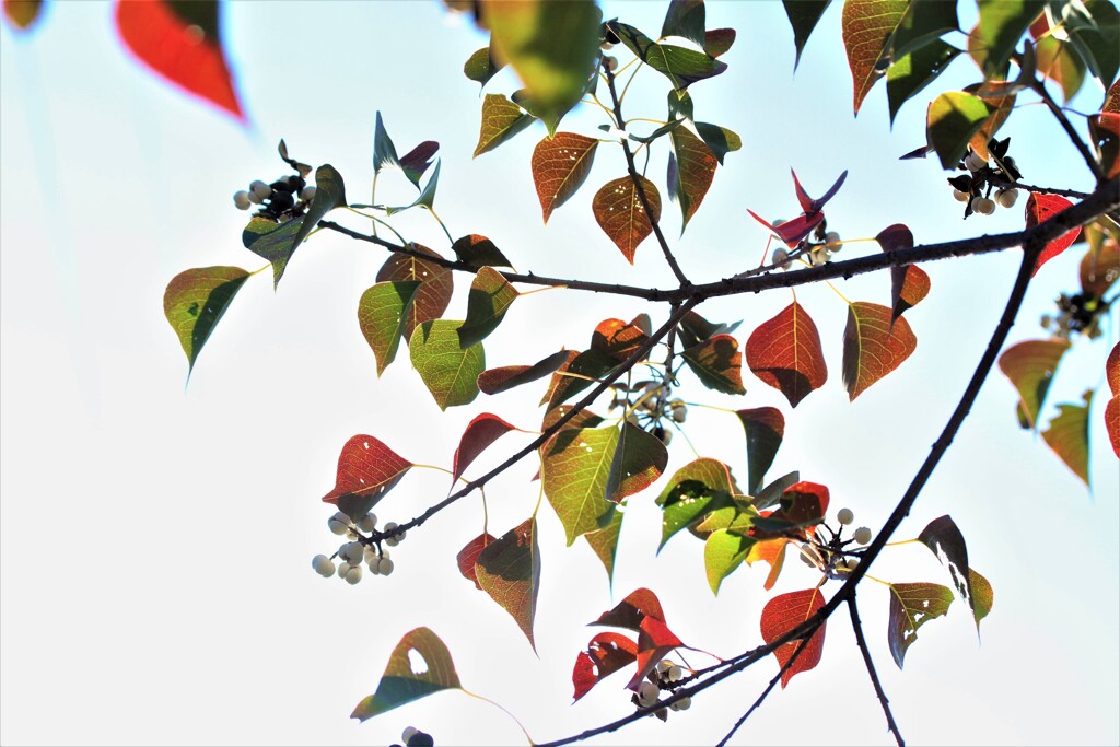 紅葉は鳥呼ぶサイン