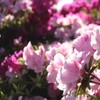 花の洪水　（ツツジ）
