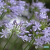 紫の渦　（デスクトップ写真　３）