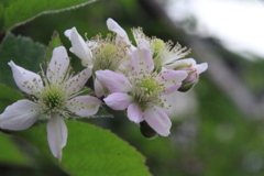 この花の赤い実の行方