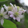この花の赤い実の行方